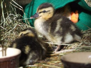 The rescued ducklings just over a week old