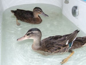 Ducks at 8 weeks